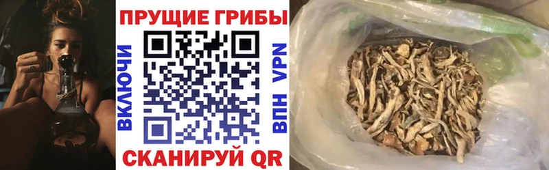 Псилоцибиновые грибы Cubensis Канаш