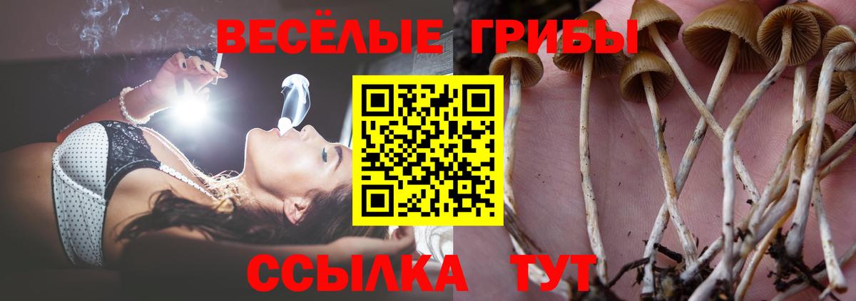 Псилоцибиновые грибы мицелий Канаш